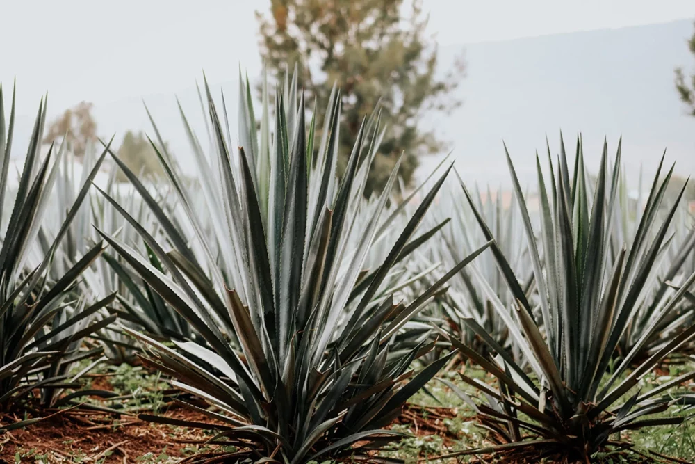 Agave plant centered.