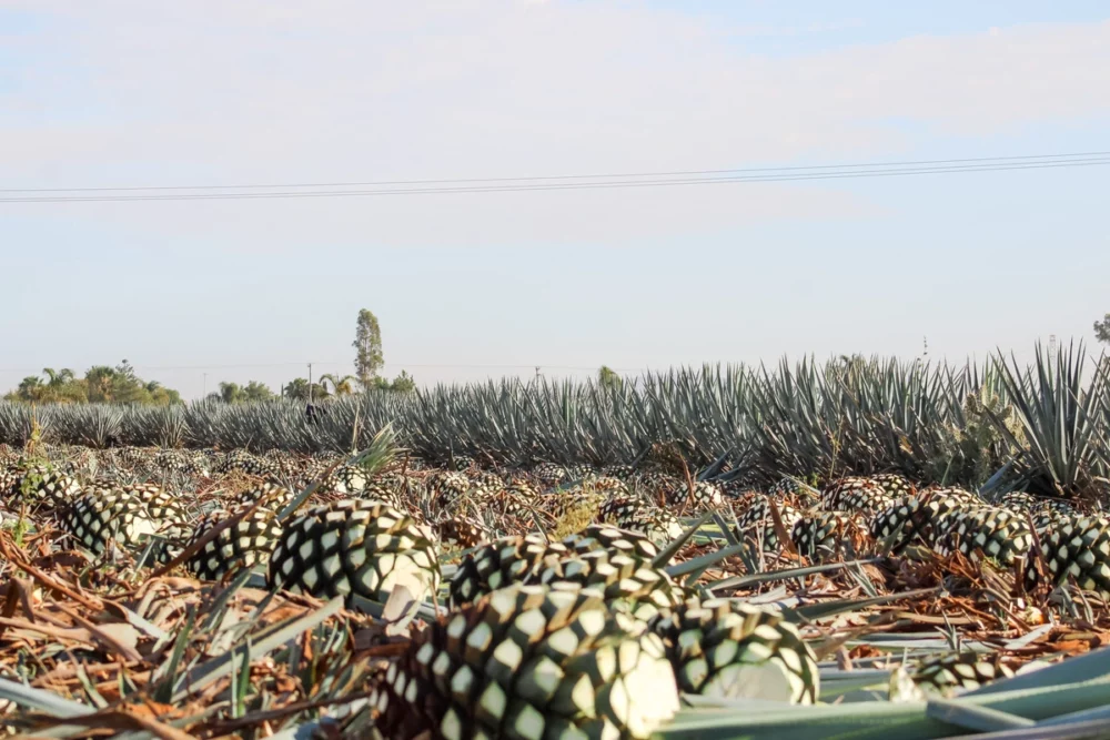 Agave plants getting cut and ready to pickup.