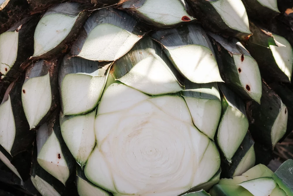 Agave cut very close-up.
